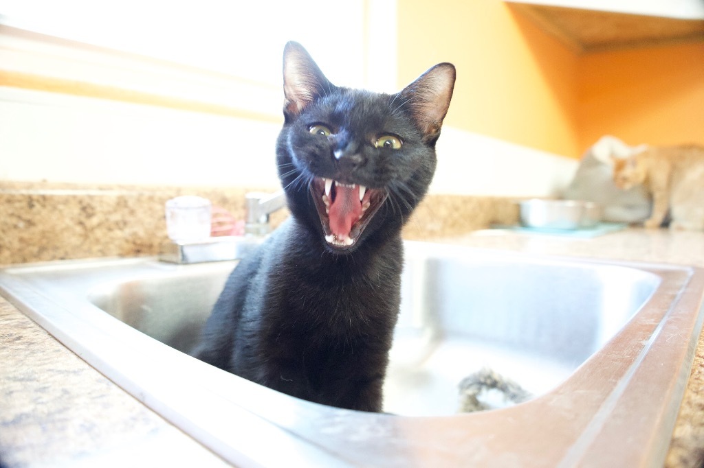 Wolfman, an adoptable American Shorthair in Fulton, TX, 78358 | Photo Image 3
