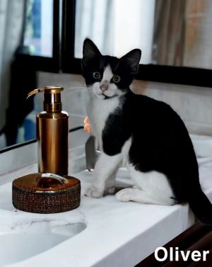 Oliver