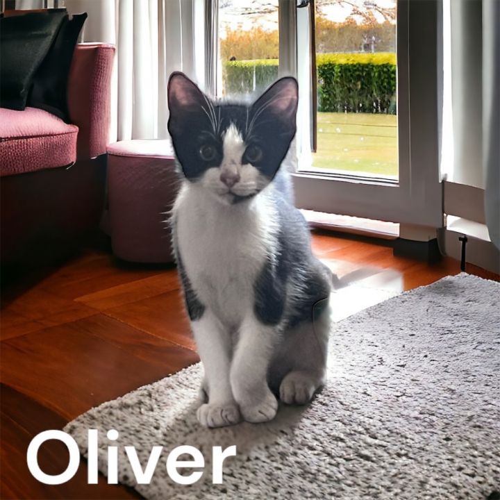 Oliver 2