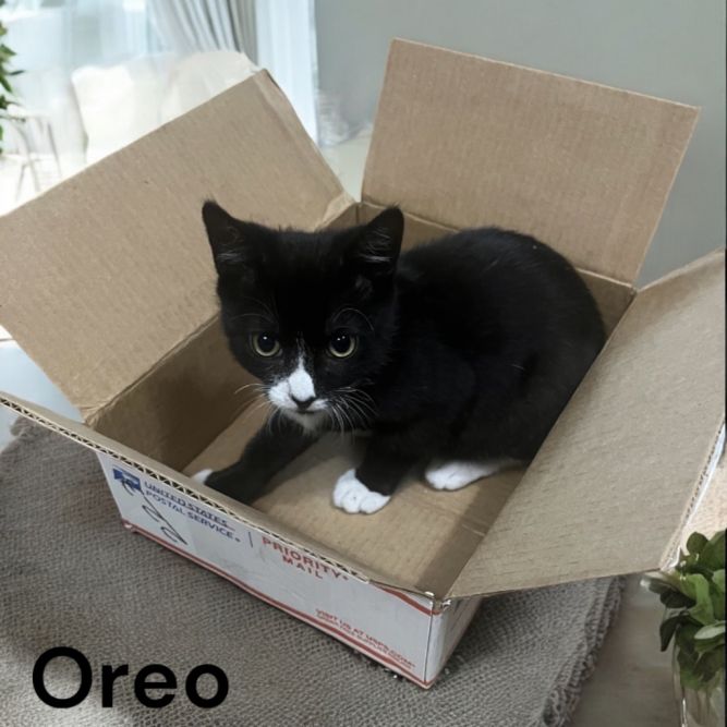 Oreo