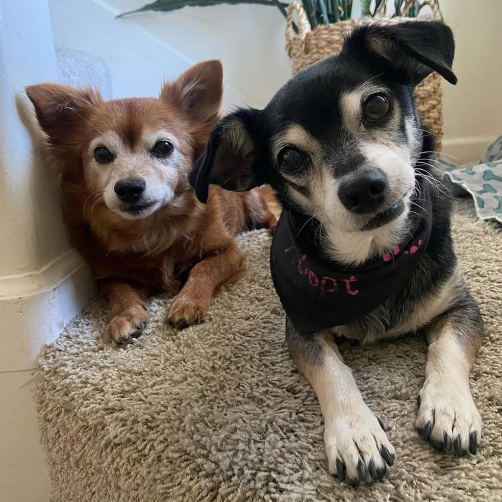 Sully / Scotty, an adoptable Chihuahua in Napa, CA, 94559 | Photo Image 1