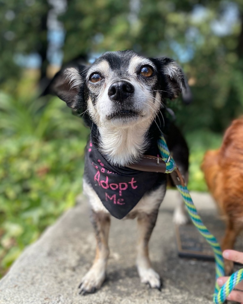 Sully / Scotty, an adoptable Chihuahua in Napa, CA, 94559 | Photo Image 2