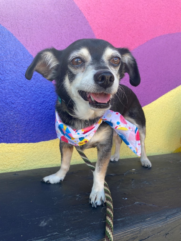 Sully / Scotty, an adoptable Chihuahua in Napa, CA, 94559 | Photo Image 3
