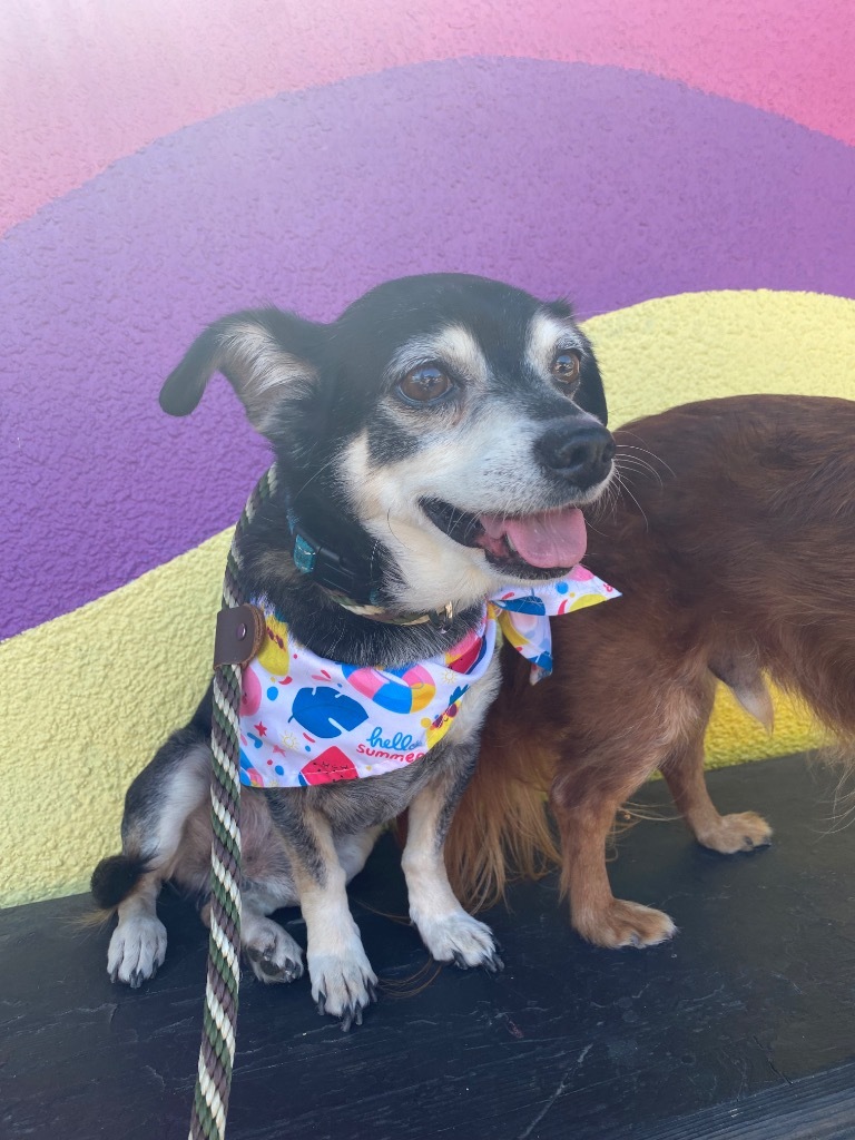 Sully / Scotty, an adoptable Chihuahua in Napa, CA, 94559 | Photo Image 4