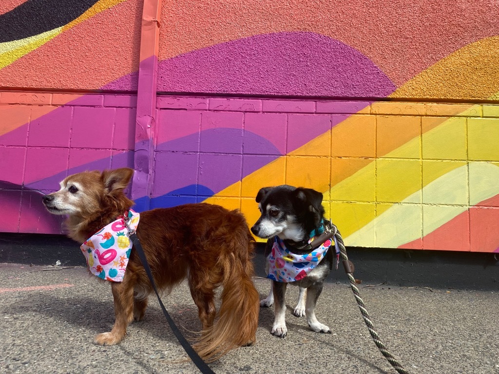 Sully / Scotty, an adoptable Chihuahua in Napa, CA, 94559 | Photo Image 5