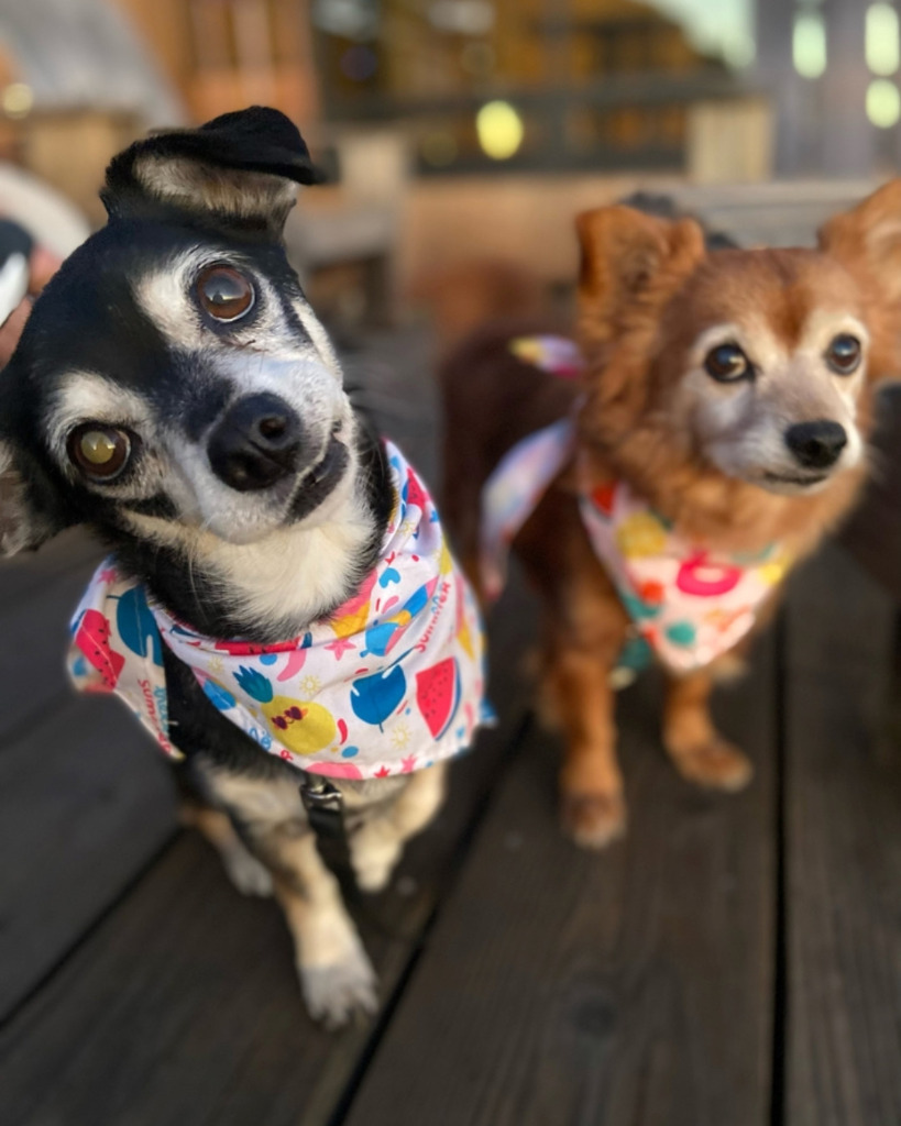 Sully / Scotty, an adoptable Chihuahua in Napa, CA, 94559 | Photo Image 6