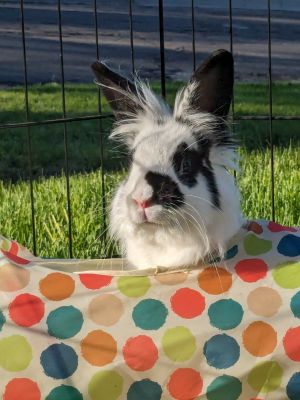 Wednesday, Adult Female Lionhead
