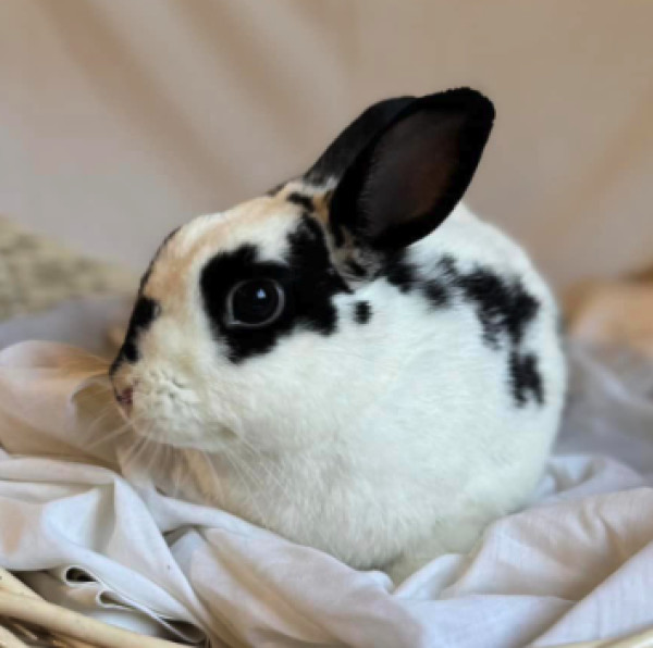Usagi 1