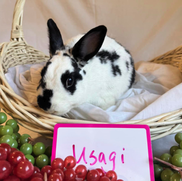 Usagi 2