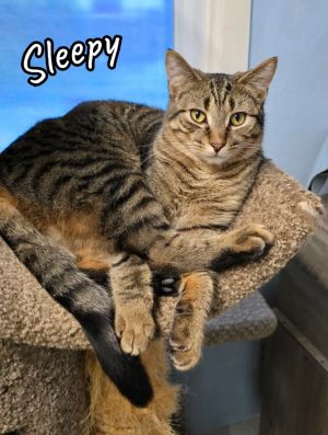 Sleepy, Young Male Domestic Short Hair