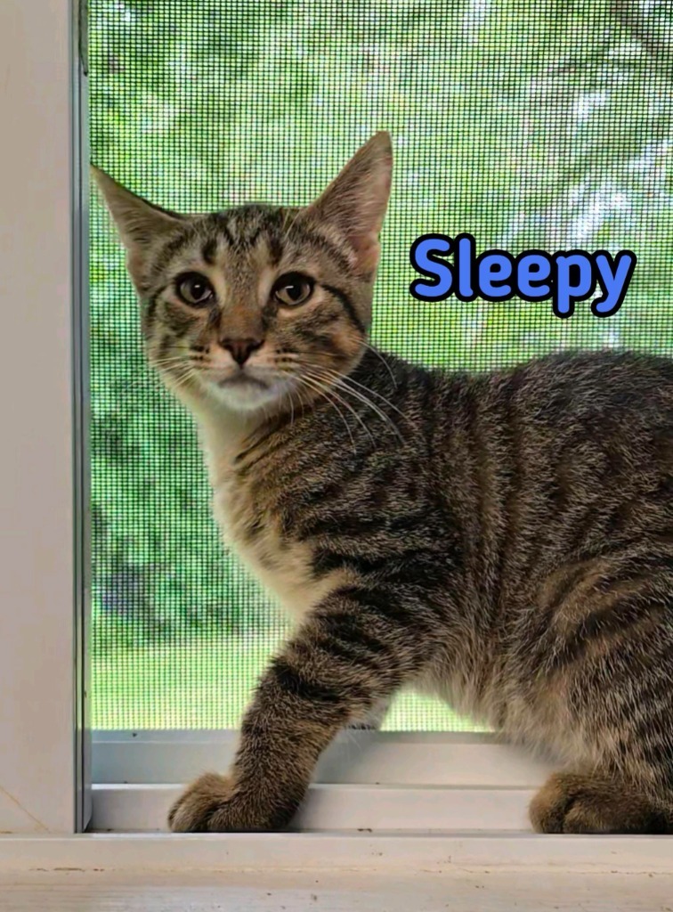 Sleepy