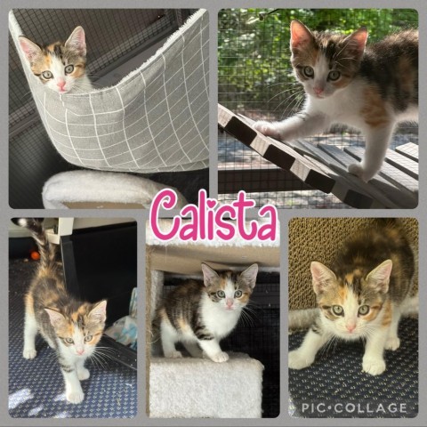 Calista