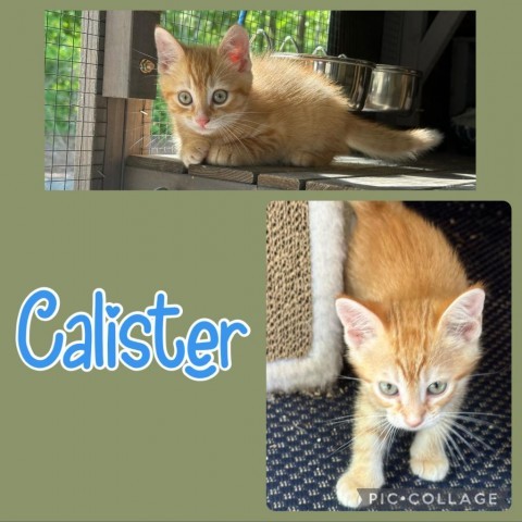 Calister