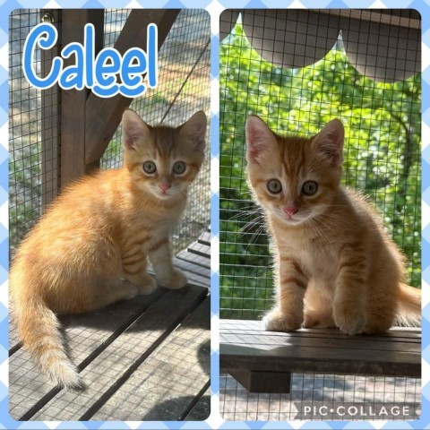 Caleel