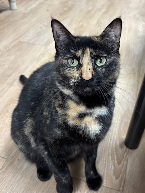 Tortellini, an adoptable Domestic Short Hair in Corpus Christi, TX, 78414 | Photo Image 1