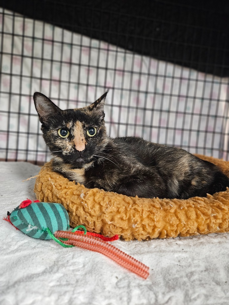 Tortellini, an adoptable Domestic Short Hair in Corpus Christi, TX, 78414 | Photo Image 2