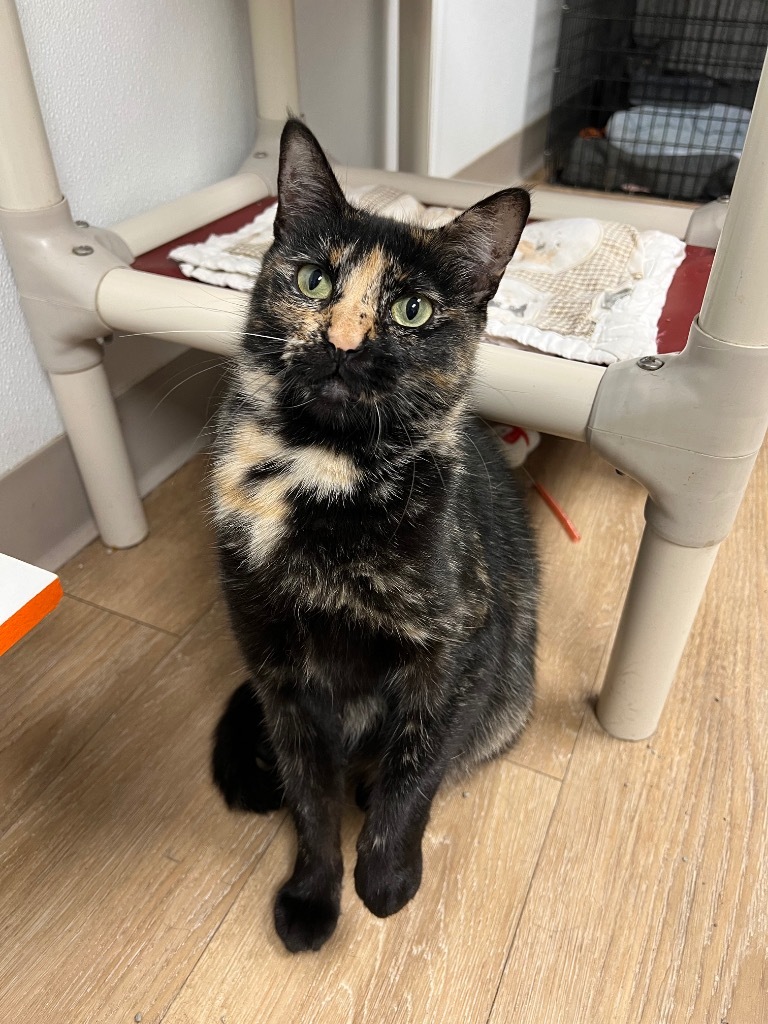 Tortellini, an adoptable Domestic Short Hair in Corpus Christi, TX, 78414 | Photo Image 3