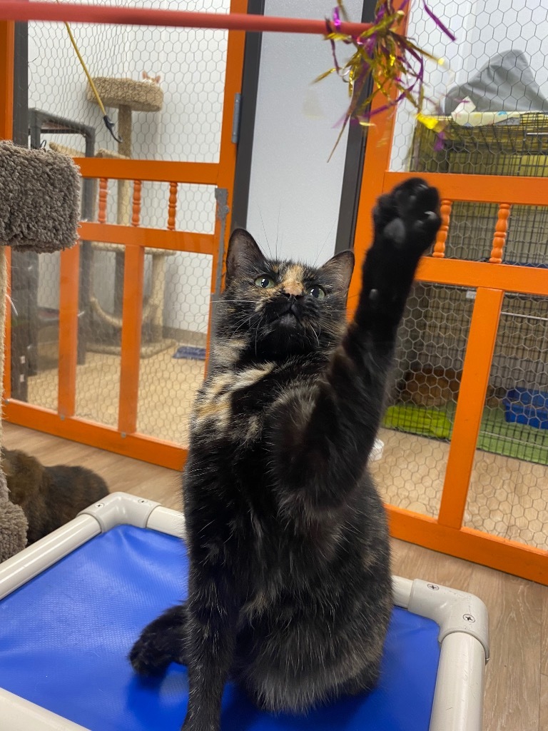 Tortellini, an adoptable Domestic Short Hair in Corpus Christi, TX, 78414 | Photo Image 4