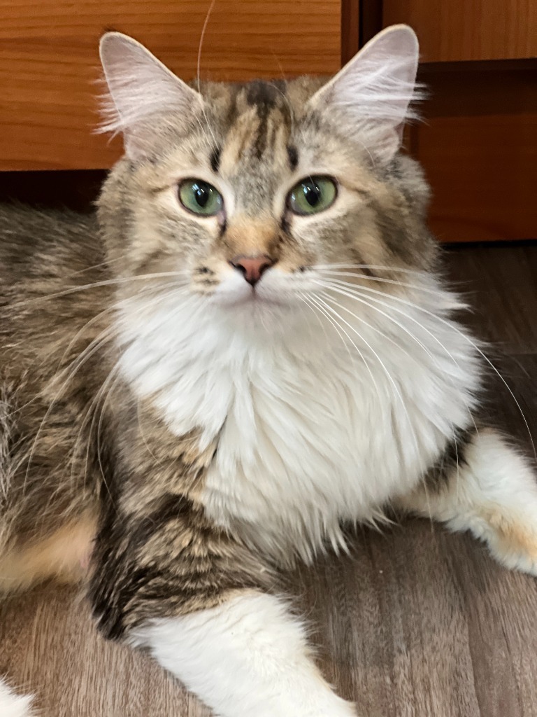 Tesla, an adoptable Tabby in Palmer, AK, 99645 | Photo Image 1