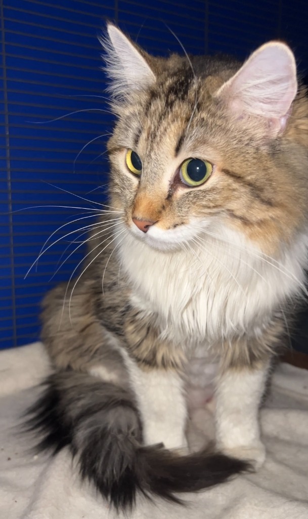 Tesla, an adoptable Tabby in Palmer, AK, 99645 | Photo Image 2