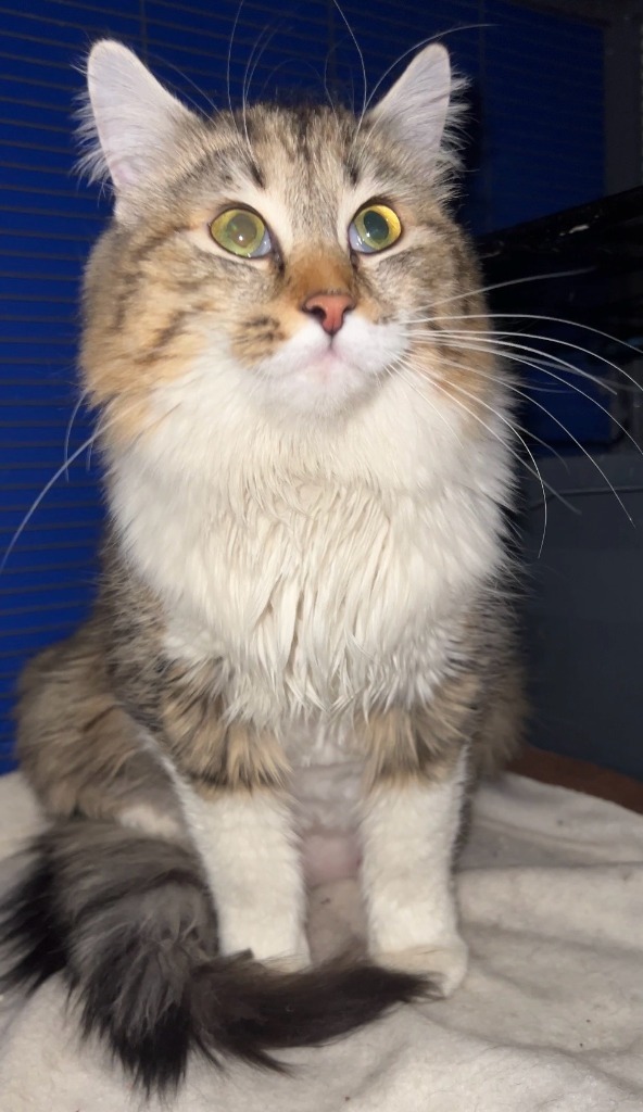 Tesla, an adoptable Tabby in Palmer, AK, 99645 | Photo Image 3