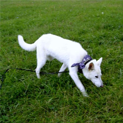 Tala, an adopted Siberian Husky & German Shepherd Dog Mix in Honeoye Falls, NY_image-3
