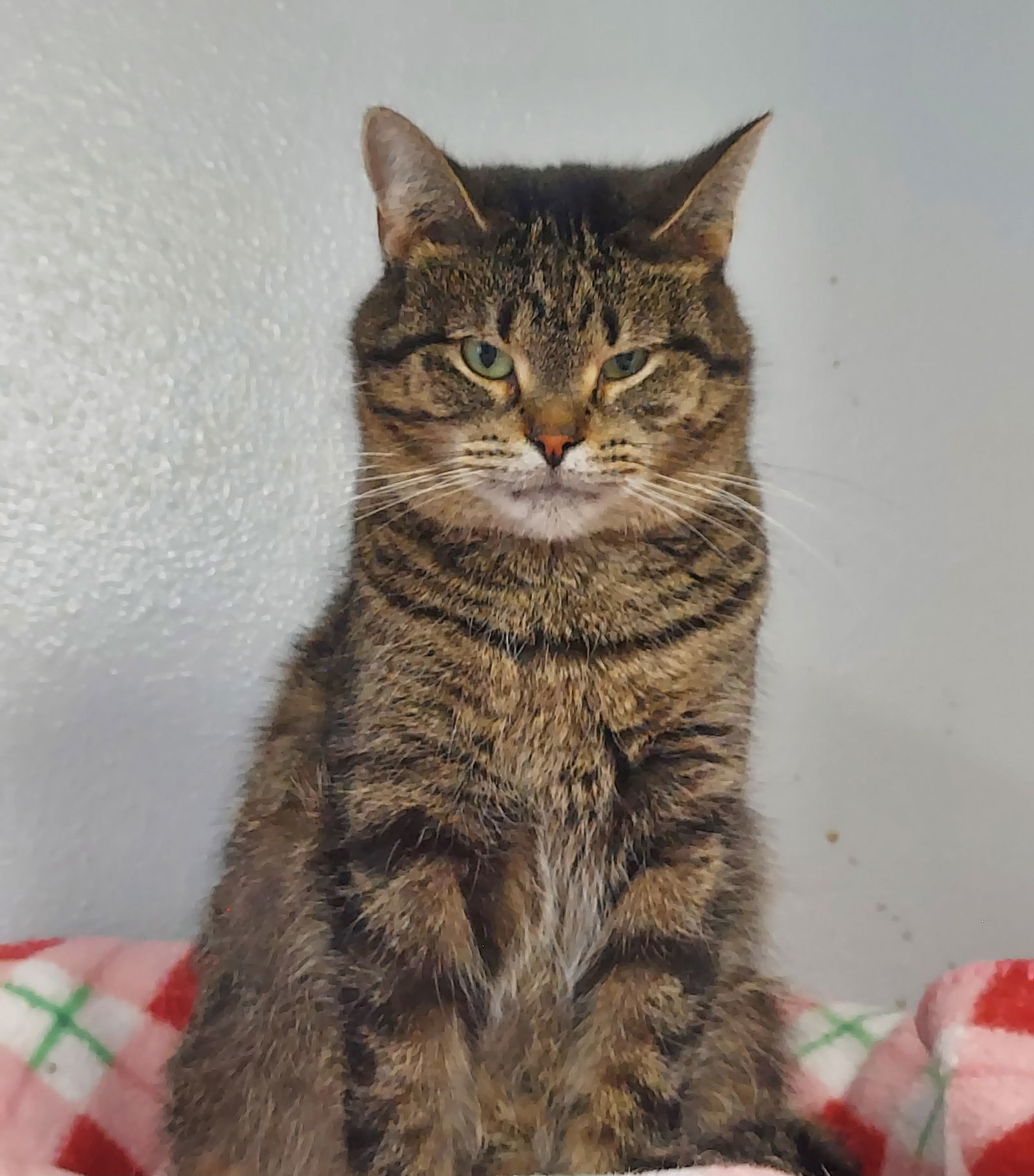 Wendy @ The Cat's Brew, an adoptable Domestic Short Hair, Tabby in Montello, WI, 53949 | Photo Image 1