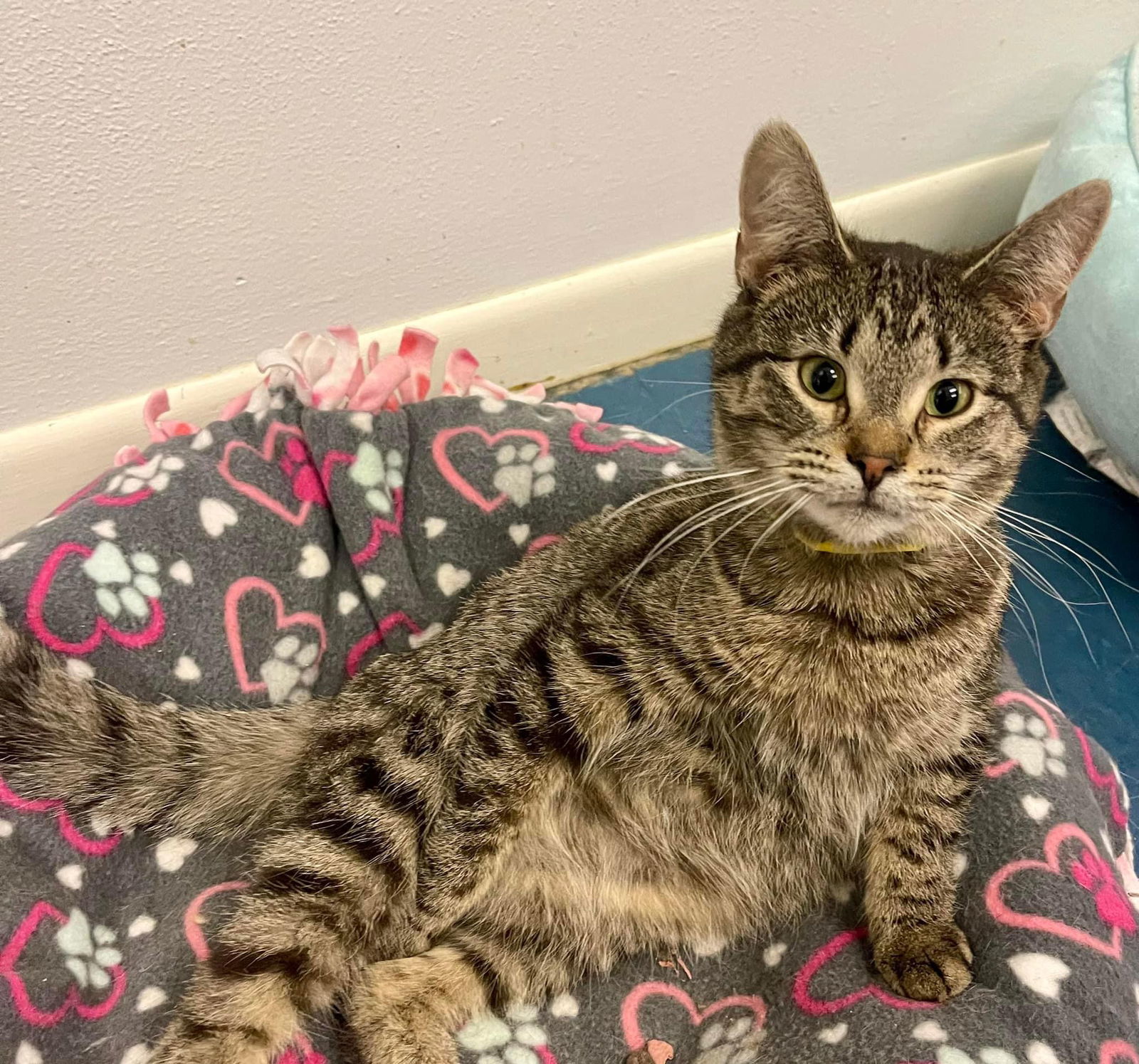 Wendy @ The Cat's Brew, an adoptable Domestic Short Hair, Tabby in Montello, WI, 53949 | Photo Image 2