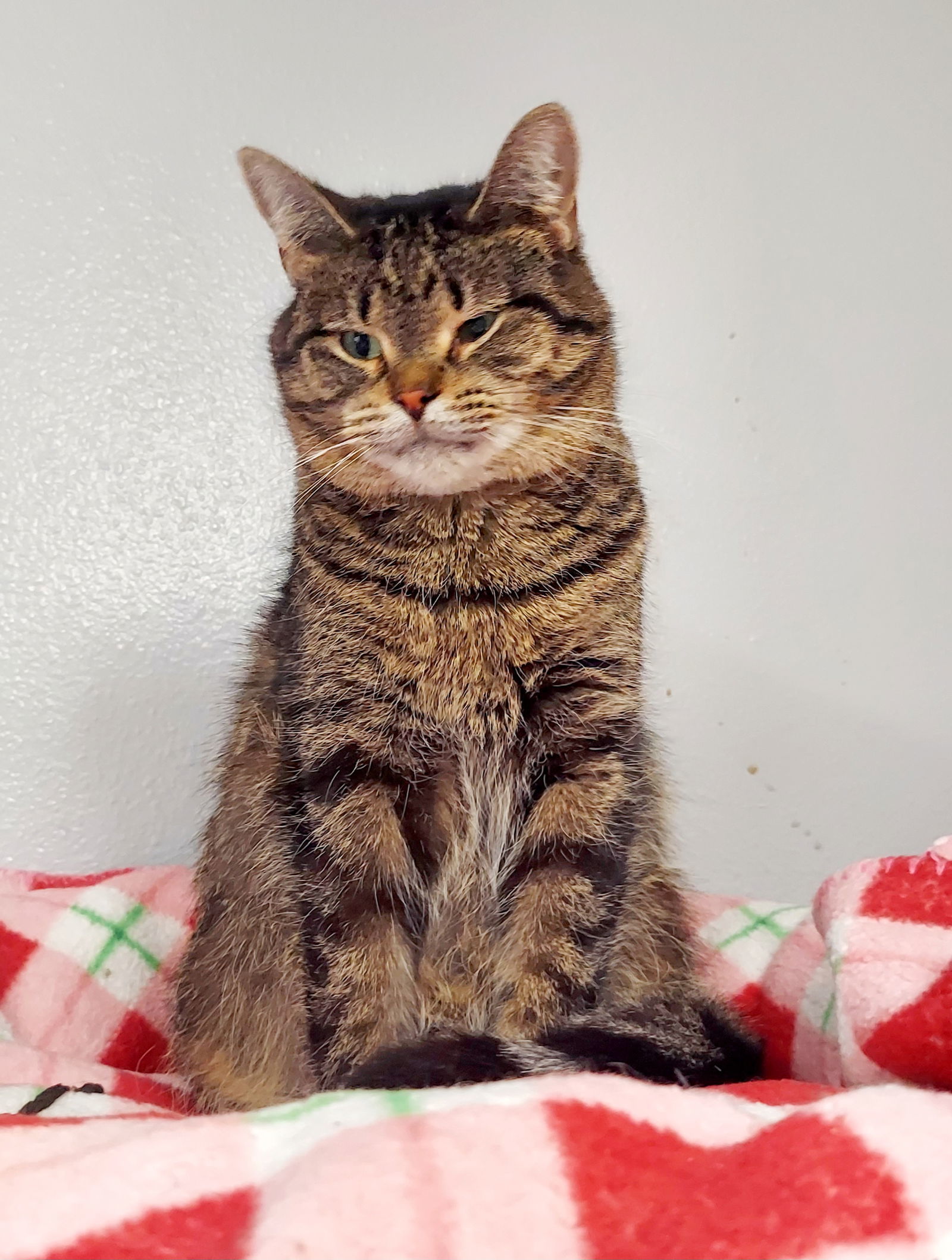 Wendy @ The Cat's Brew, an adoptable Domestic Short Hair, Tabby in Montello, WI, 53949 | Photo Image 3