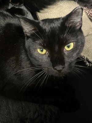 Bidi Bop, Young Female Domestic Short Hair