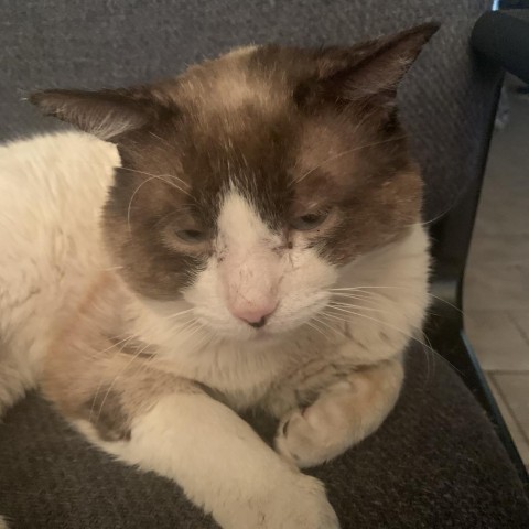 Chuck, an adoptable Siamese in Midland, TX, 79703 | Photo Image 1