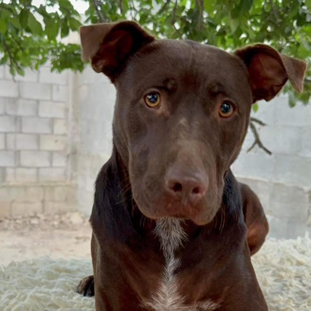 Joy, an adoptable Weimaraner in San Diego, CA, 92130 | Photo Image 1