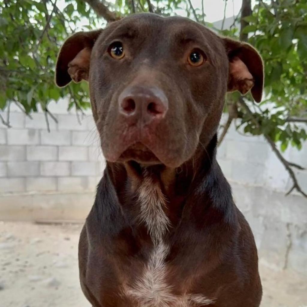 Joy, an adoptable Weimaraner in San Diego, CA, 92130 | Photo Image 2