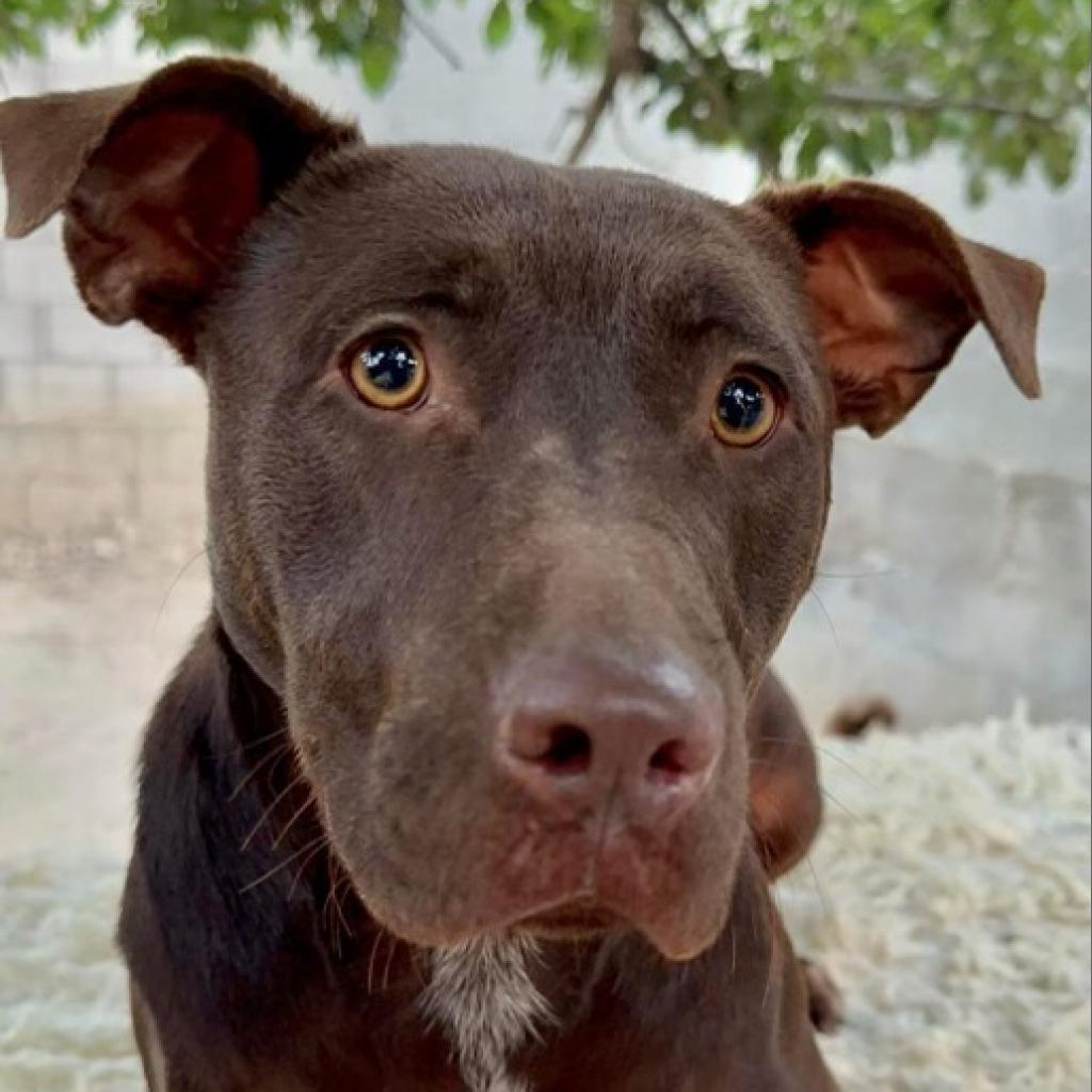 Joy, an adoptable Weimaraner in San Diego, CA, 92130 | Photo Image 3