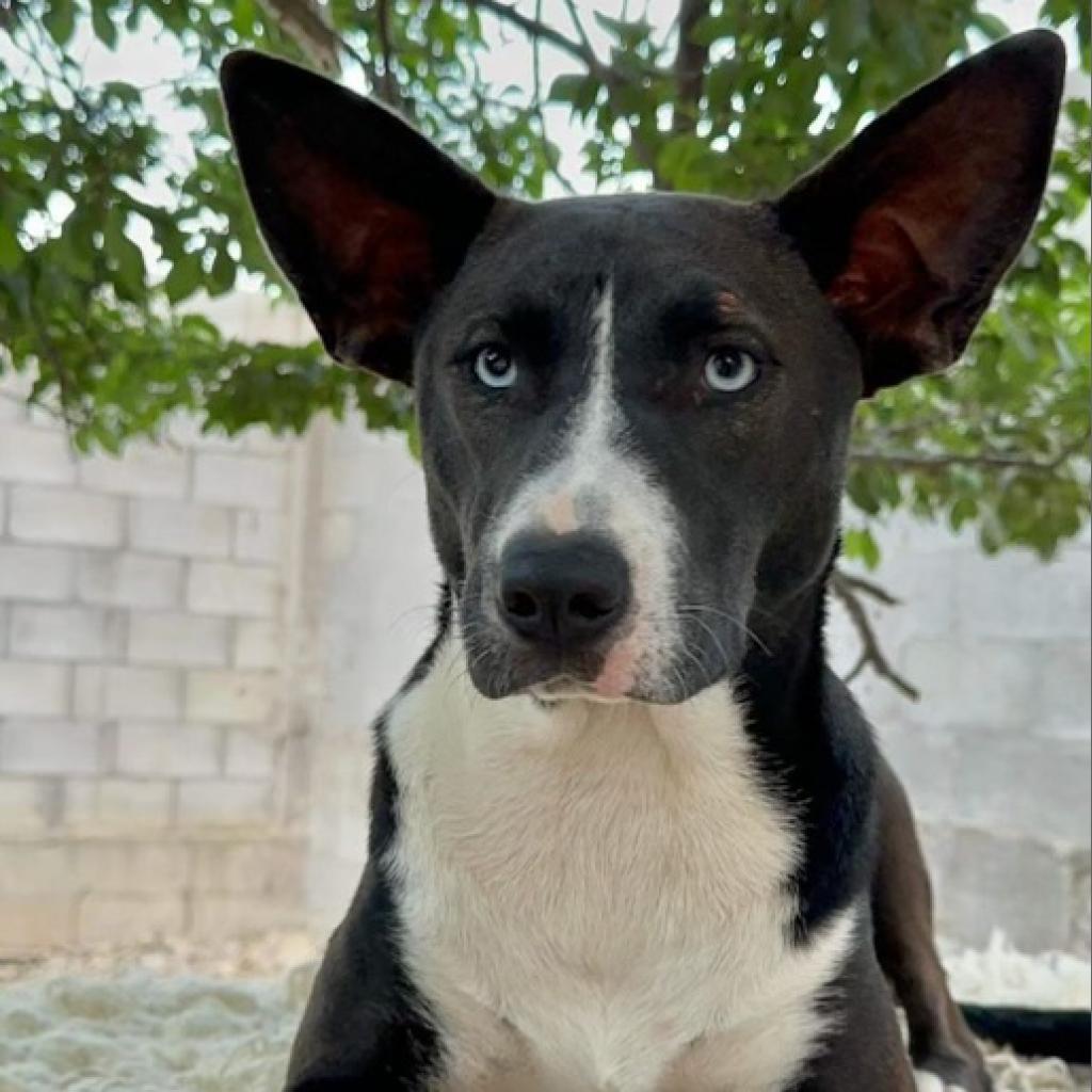 Baby Girl, an adoptable Basenji, Carolina Dog in San Diego, CA, 92130 | Photo Image 1