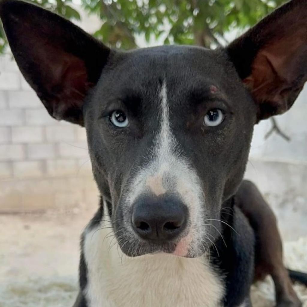 Baby Girl, an adoptable Basenji, Carolina Dog in San Diego, CA, 92130 | Photo Image 2