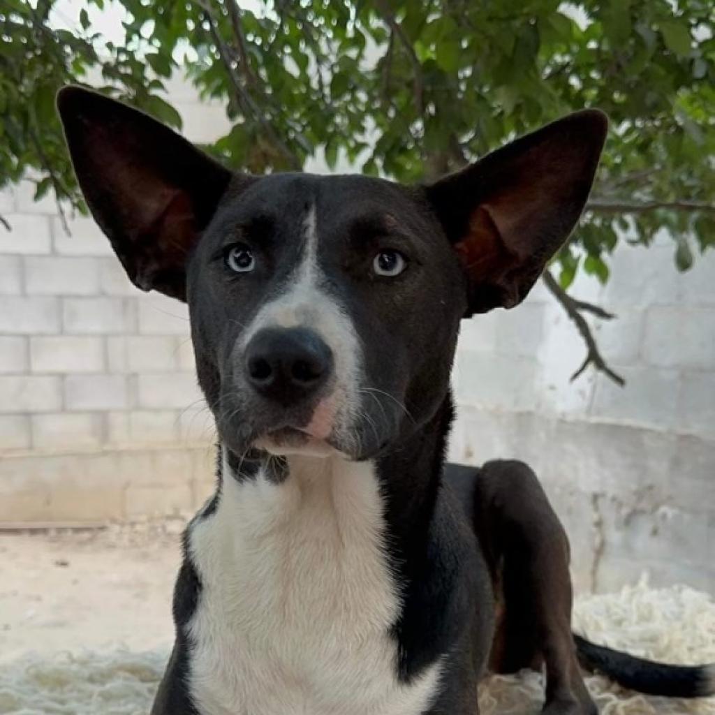 Baby Girl, an adoptable Basenji, Carolina Dog in San Diego, CA, 92130 | Photo Image 3