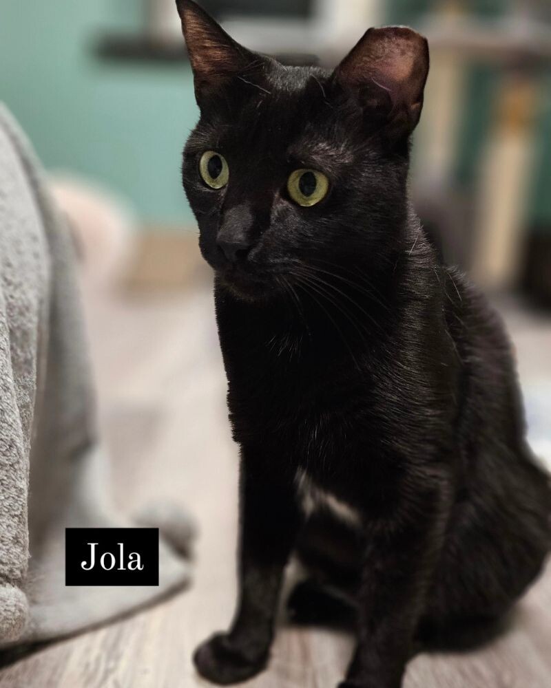 Jola