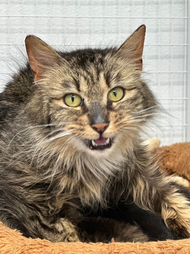 Charlie, an adoptable Domestic Long Hair in Brookings, OR, 97415 | Photo Image 1