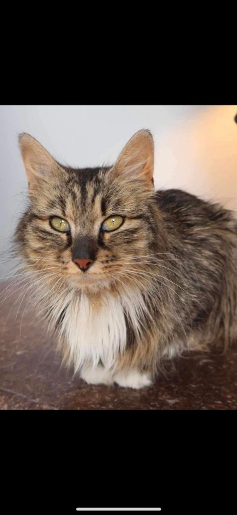 Charlie, an adoptable Domestic Long Hair in Brookings, OR, 97415 | Photo Image 2