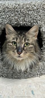 Charlie, an adoptable Domestic Long Hair in Brookings, OR, 97415 | Photo Image 3