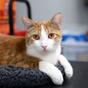 Mozart, Young Male Domestic Short Hair