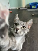 Momma Penne's profile on Petfinder.com