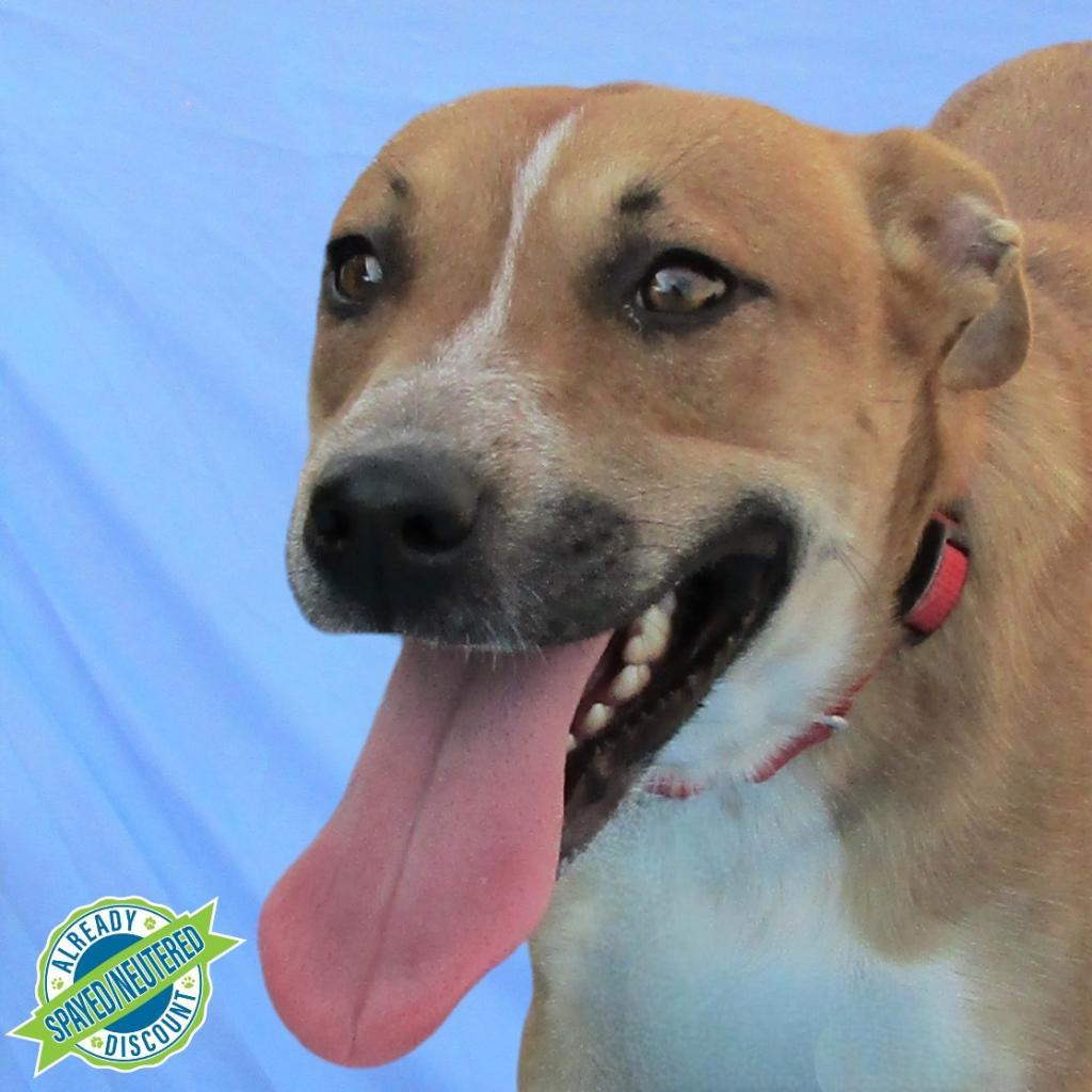 Dolly Parton, an adoptable Mixed Breed in Las Cruces, NM, 88012 | Photo Image 1