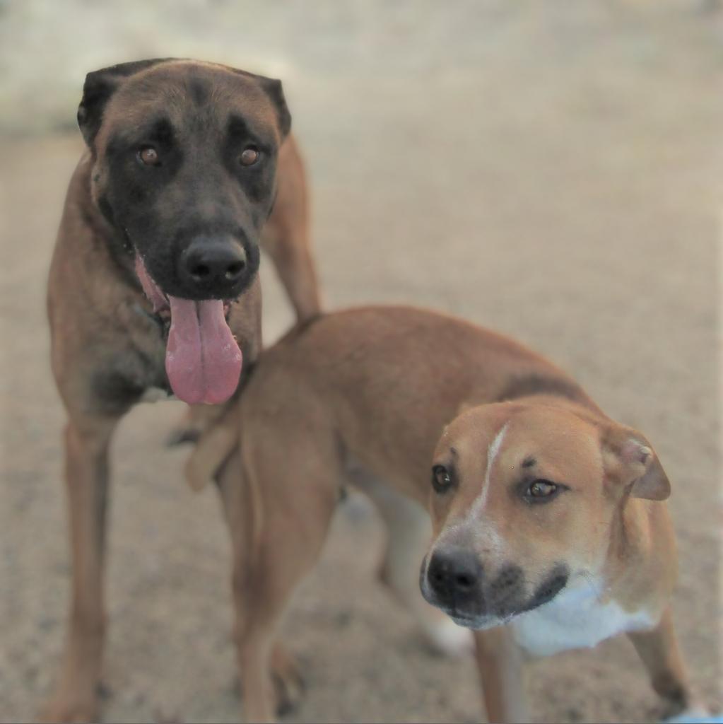 Dolly Parton, an adoptable Mixed Breed in Las Cruces, NM, 88012 | Photo Image 4