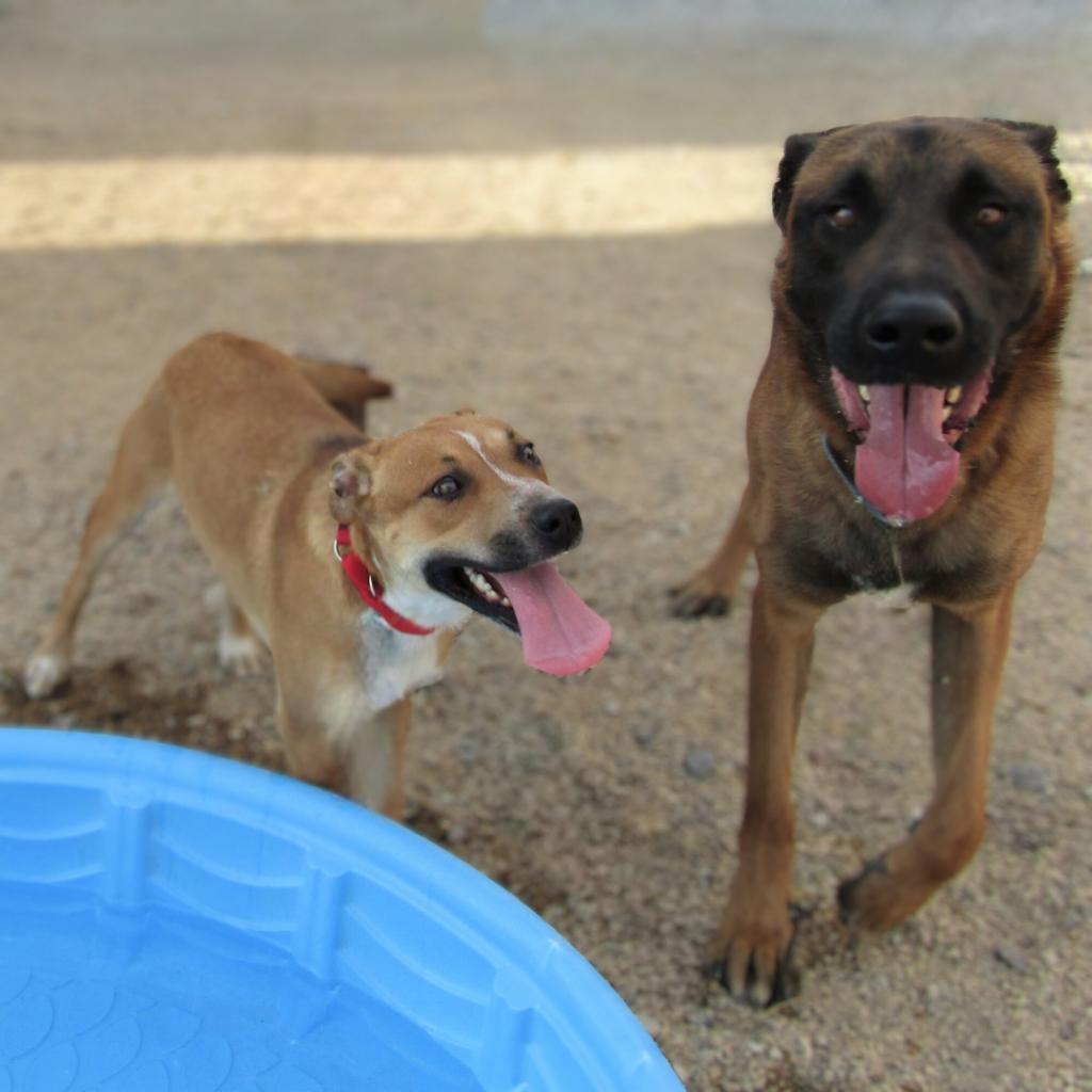 Dolly Parton, an adoptable Mixed Breed in Las Cruces, NM, 88012 | Photo Image 5