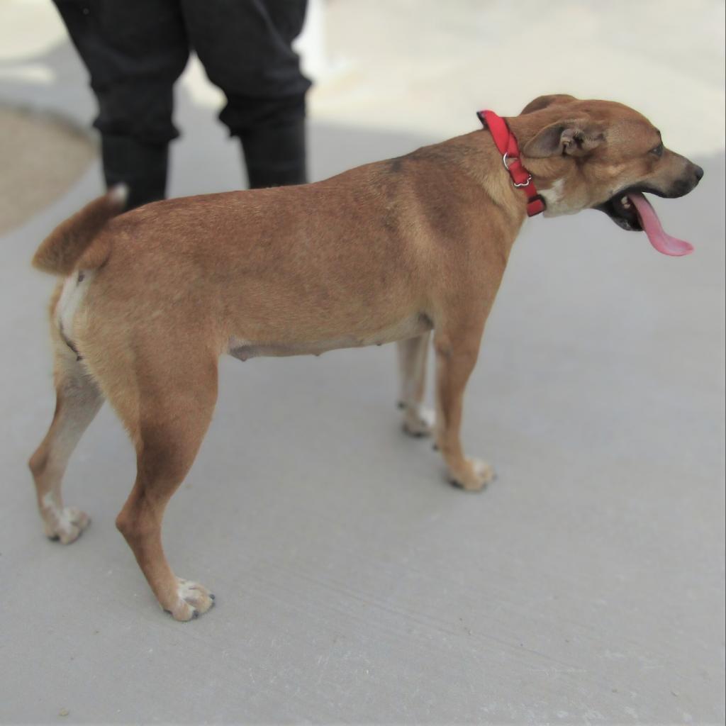 Dolly Parton, an adoptable Mixed Breed in Las Cruces, NM, 88012 | Photo Image 6