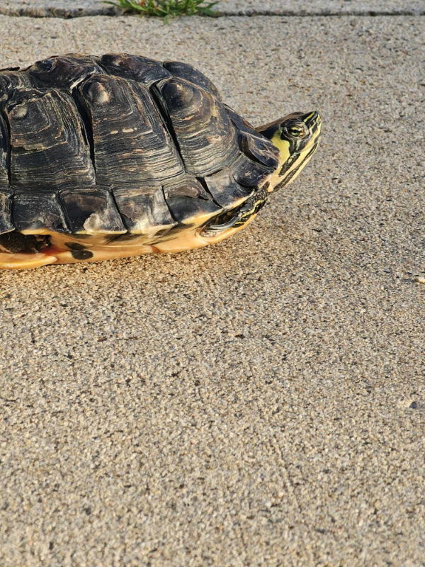 Koopa