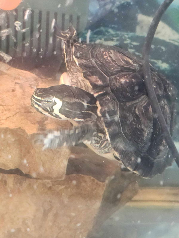 Koopa