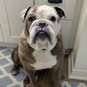 Hey there folks Im Boudreaux the 7-year-old and an olde English bulldogge mix extraordinaire Th